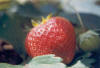 Fragole